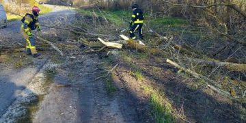 Під Сумами через негоду дерево впало на трасу «Суми – Київ» |  Новини