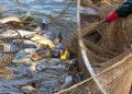 11,5 тис. тонн водних біоресурсів ‒ промисловий улов за 2025 рік у водоймах України — Економіка