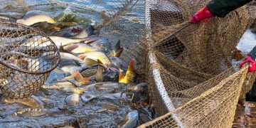 11,5 тис. тонн водних біоресурсів ‒ промисловий улов за 2025 рік у водоймах України — Економіка