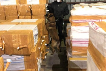 Служебные собаки Одесской таможни 50 раз за год участвовали в проверках и находили наркотики, оружие, сигареты в тайниках котрабандистов (фото)