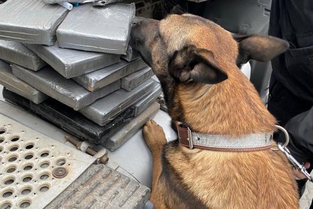 Служебные собаки Одесской таможни 50 раз за год участвовали в проверках и находили наркотики, оружие, сигареты в тайниках котрабандистов (фото)