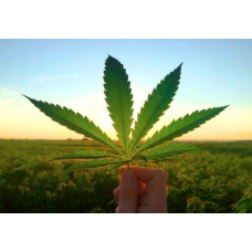 семена конопли от Hohland Seeds