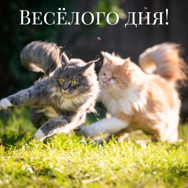 веселого дня