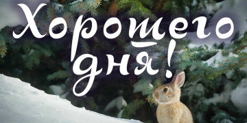 Где искать пожелания хорошего дня