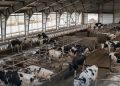 4 підприємства отримали 116 млн грн часткової компенсації за будівництво ферм — Економіка