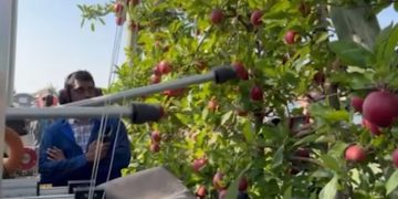 Американські вчені розробили робота з двома «руками» для збору яблук — Техніка