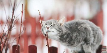 На Черкащину насуваються два циклони, які суттєво ускладнять погоду | Про Все | Новини Черкас та Черкаської області | Про Все | Новини Черкас та Черкаської області