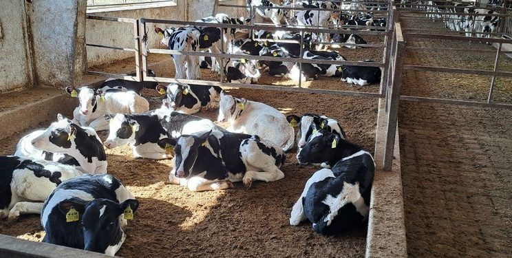 «Агрофірма Пісчанська» наростила поголів’я ВРХ до 6,1 тис. голів і цифровізує облік — Економіка