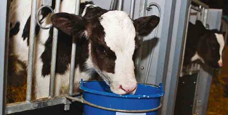 Біоактивні сполуки в годівлі телят допомагають краще засвоювати поживні речовини — Економіка