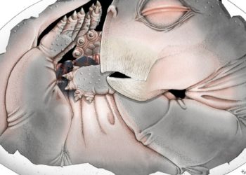 Залізобетонний доказ: наші предки відкладали яйця