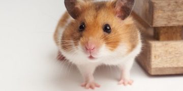 Как подготовиться к покупке хомяка: что нужно приобрести заранее