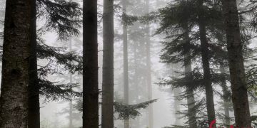 Через туман: на Івано-Франківщині оголосили штормове попередження