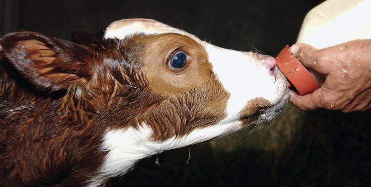 Чим загрожує телятам клітковина в замінниках молока — Економіка