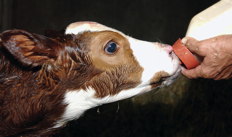 Чим загрожує телятам клітковина в замінниках молока