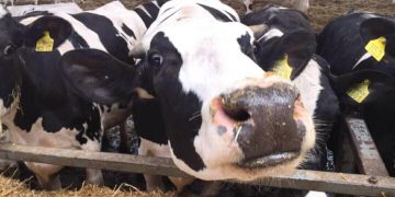 Чому необхідний моніторинг метаболічного статусу корови під час репродуктивного циклу — Економіка