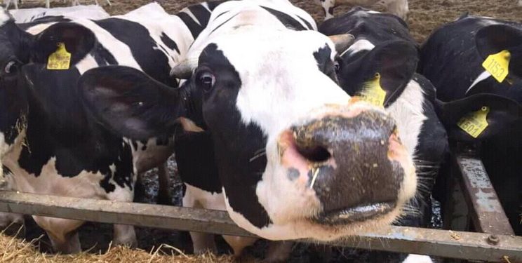 Чому необхідний моніторинг метаболічного статусу корови під час репродуктивного циклу — Економіка