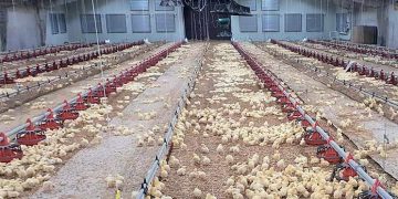 Дим допоможе виявити у пташнику непомітні щілини — Економіка