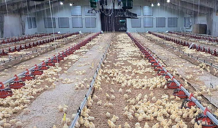 Дим допоможе виявити у пташнику непомітні щілини