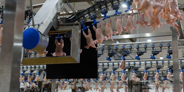 Для виробників м’яса птиці важливо не залежати від одного експортного напрямку — Економіка