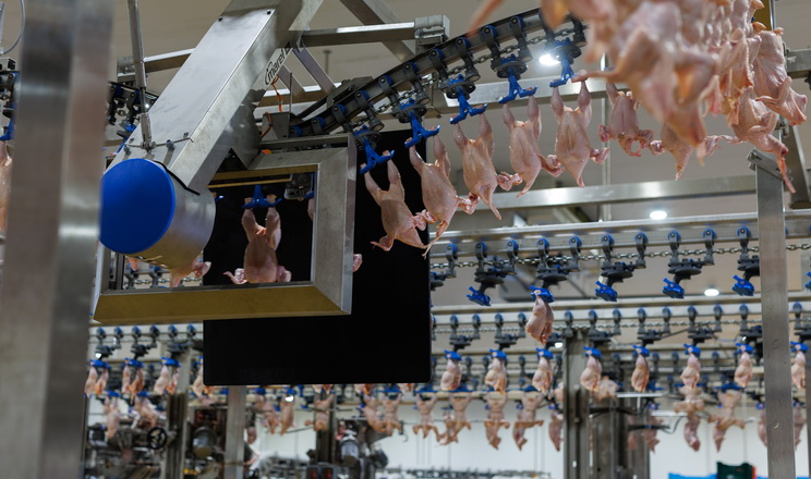 Для виробників м’яса птиці важливо не залежати від одного експортного напрямку