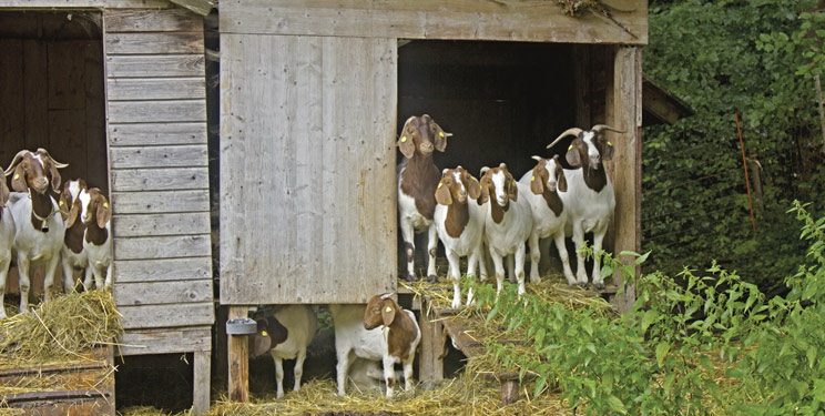 Доглядати за м’ясними козами навіть простіше, ніж за молочними — Економіка