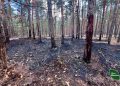 На Черкащині загасили дві пожежі у лісах, спричинені російськими обстрілами | Про Все | Новини Черкас та Черкаської області