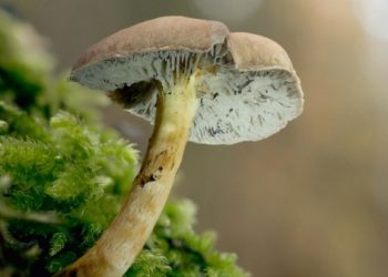 Чи перемивають вам кістки гриби, коли ви ходите по нужді в лісі?