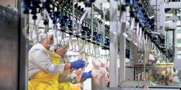 Експерт розповів про світову тенденцію у виробництві м’яса птиці — Економіка