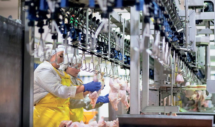 Експерт розповів про світову тенденцію у виробництві м'яса птиці