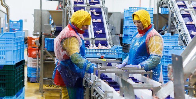 Експертка окреслила майбутнє птахівничої галузі — Економіка