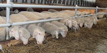 Експорт кіз і овець скоротився на третину — Економіка