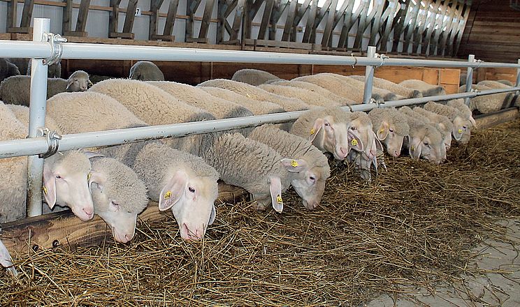 Експорт кіз і овець скоротився на третину