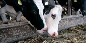 Геномний тест значно пришвидшує селекцію ВРХ — Економіка