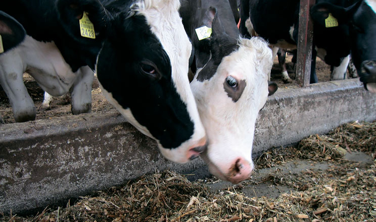 Геномний тест значно пришвидшує селекцію ВРХ