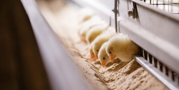 Імпорт живої птиці за 2 місяці зріс на 3,5% — Економіка