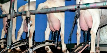 Як не втратити молочних кіз у транзитний період — Економіка