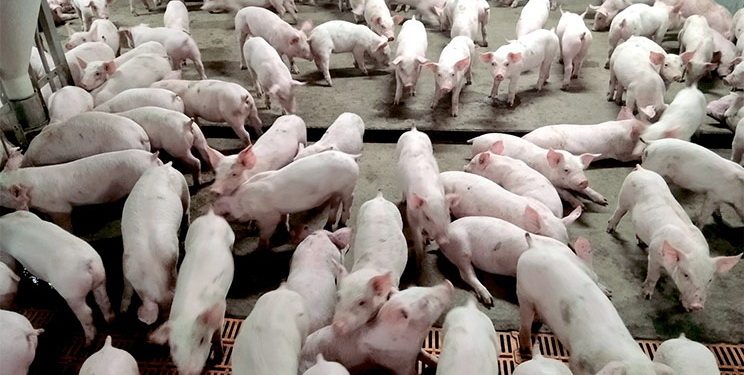 Як запобігти тепловому стресу у свиней навесні — Економіка