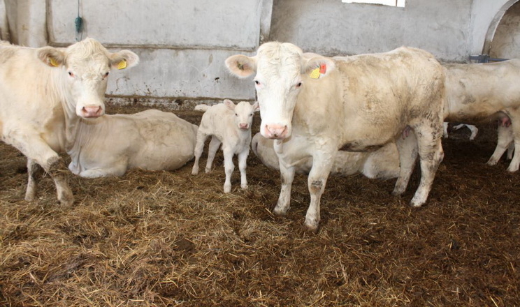 Які небезпеки загрожують печінці корів у новотільний період