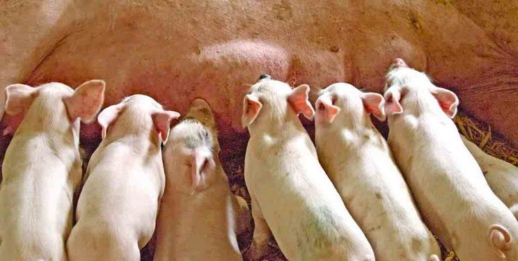 Якісний менеджмент у відділі для опоросів ‒ це основа — Економіка