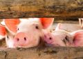 Майбутнє свинарства ‒ без дрібнотоварного виробництва, ‒ думка — Економіка