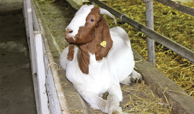 Мастити в м’ясних кіз трапляються не так часто, як у молочних