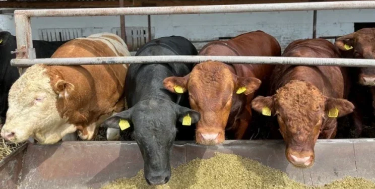 «МХП-Баффало» посилила генетику м’ясної ВРХ — Економіка