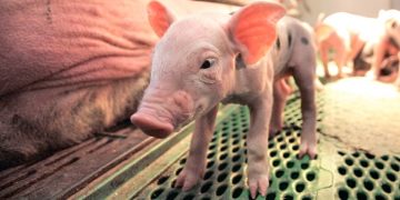 Мішень для стрептококової інфекції ‒ слабкі поросята — Економіка