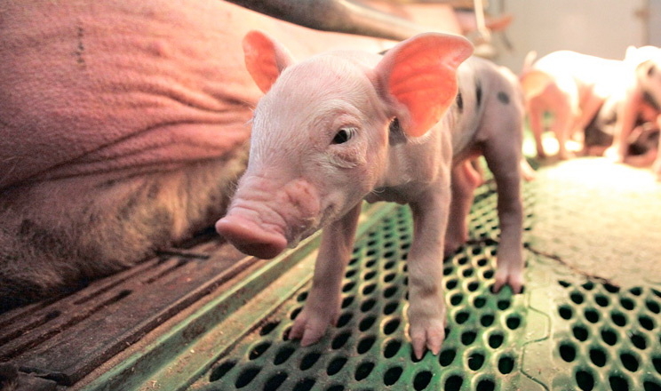 Мішень для стрептококової інфекції ‒ слабкі поросята