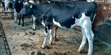 На черкаській фермі практично не використовують схем синхронізації для корів — Економіка