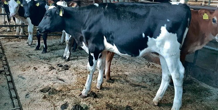 На черкаській фермі практично не використовують схем синхронізації для корів — Економіка
