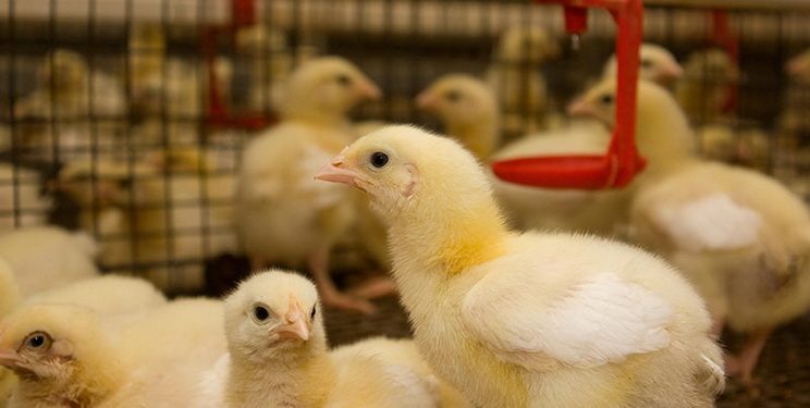 На імпорт живої свійської птиці в І кварталі Україна витратила на 39,4% більше — Економіка