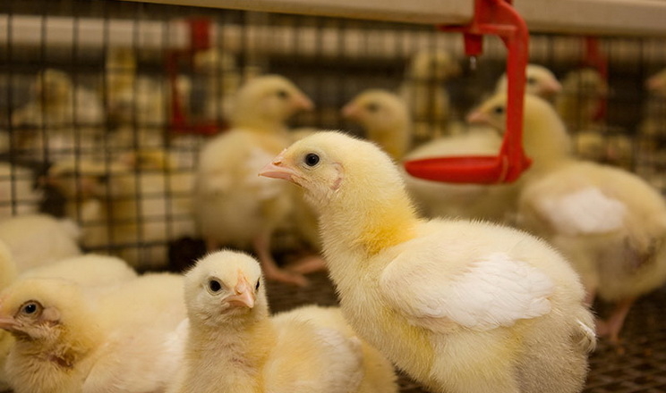 На імпорт живої свійської птиці в І кварталі Україна витратила на 39,4% більше