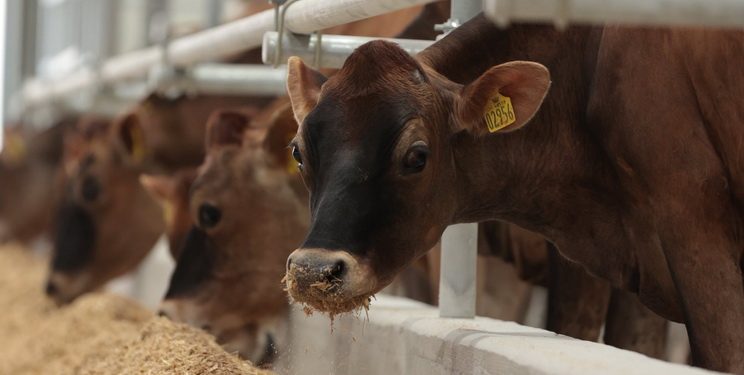 На Вінниччині відкрилася нова молочна ферма — Економіка