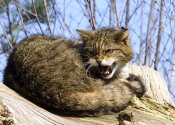 На Житомирщині за тиждень зафіксували 5 випадків сказу: один — у кота Вишевицької громади | Журнал Житомира